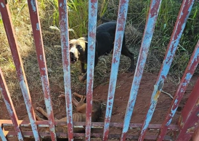 MAUS-TRATOS: Cães são resgatados no Jardim Europa em Andradina